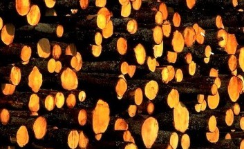 Работники деревообрабатывающих предприятий ответят за провал «модернизации» отрасли