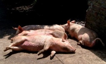 Pigs confiscation will not lead to social protests