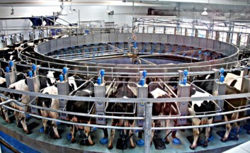 Dairy farms’ failure to reconstruct bitterly criticized by Lukashenko