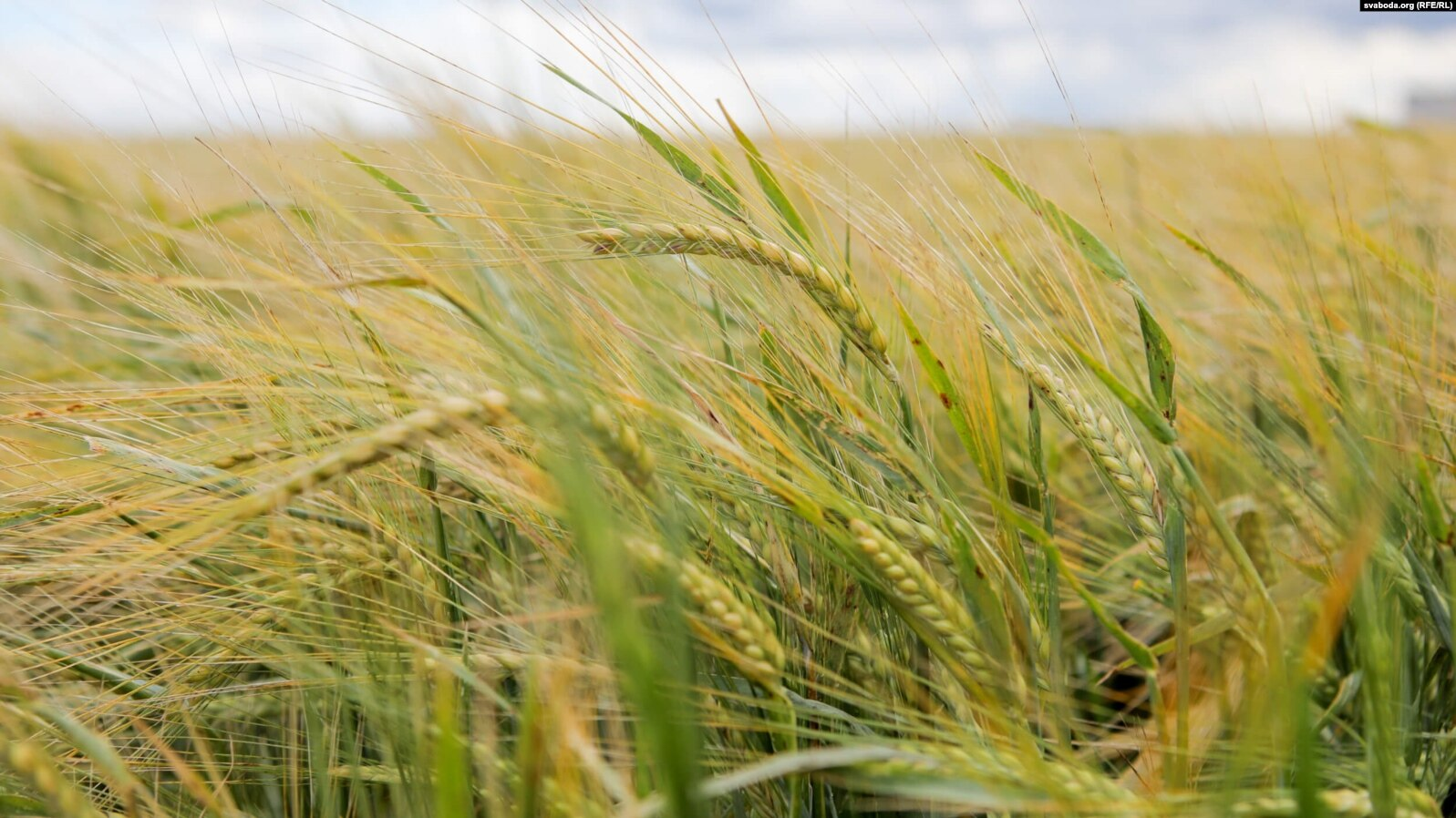 The EU introduces the sixth package of sanctions against Belarus amid discussion of a transit scheme for Ukrainian grain