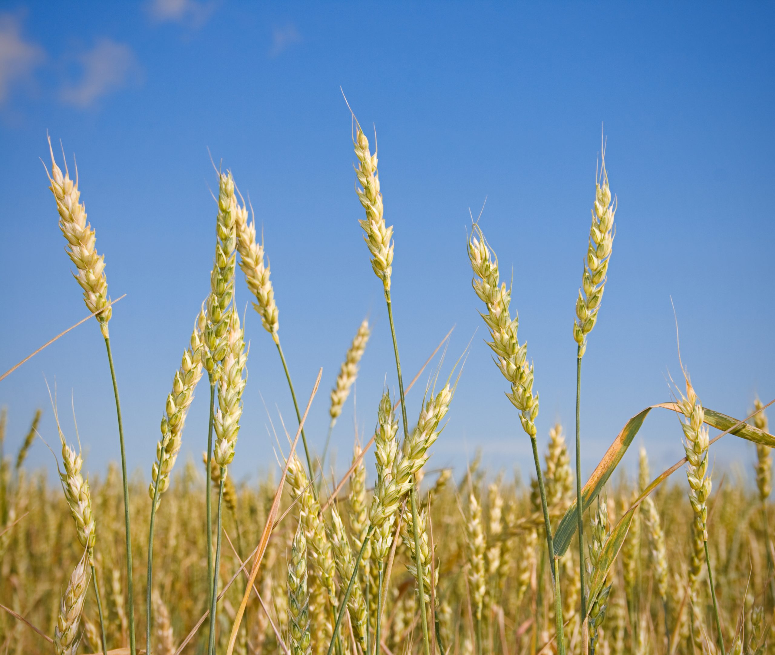 Ukrainian grain transit through Belarus faces opposition from the West